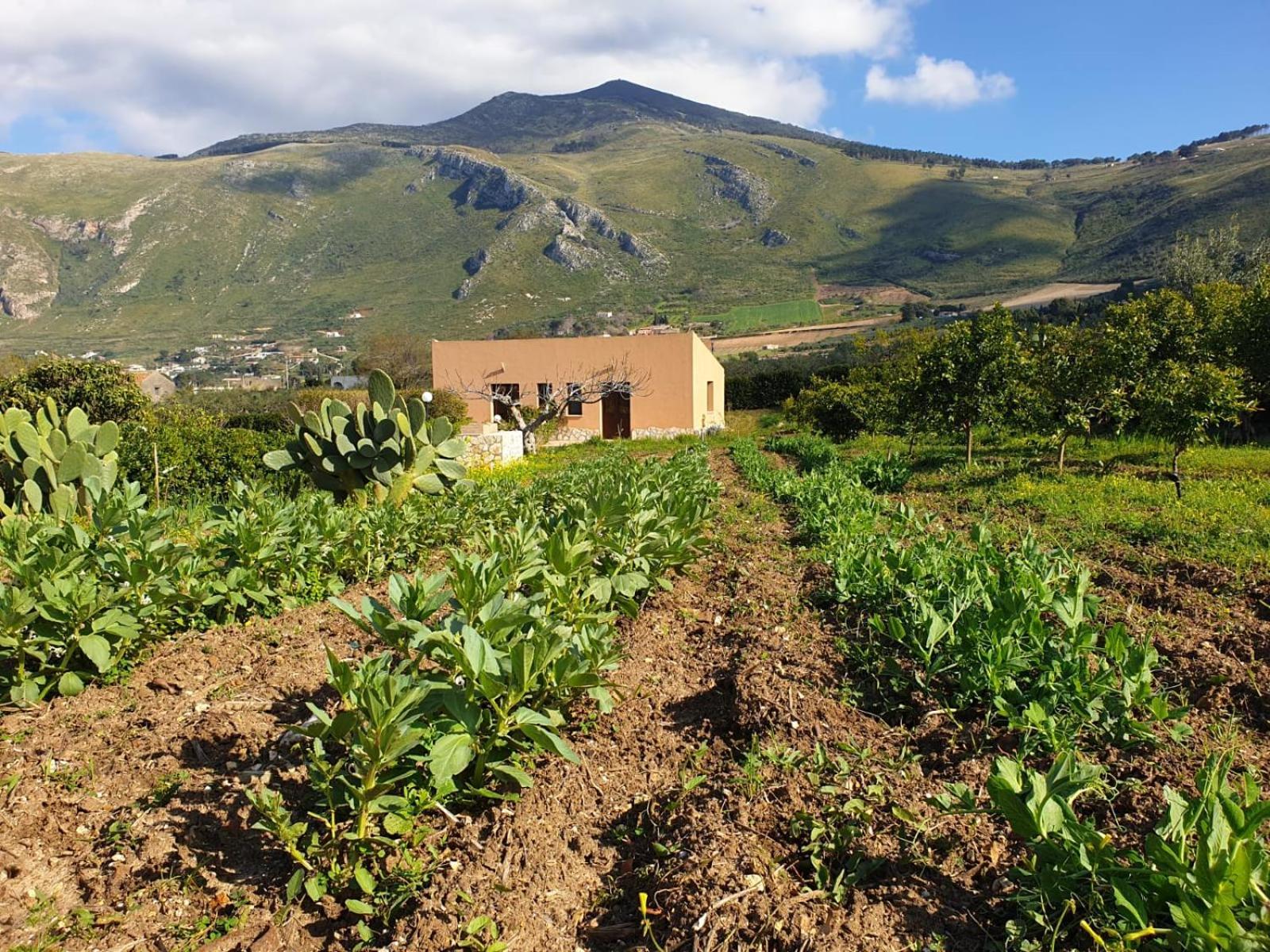 Baglio Fico Διαμέρισμα Castellammare del Golfo Εξωτερικό φωτογραφία